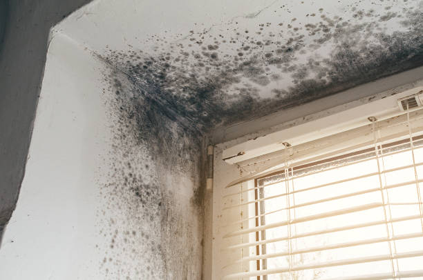 Affordable Mold Inspection And Testing solutions in Falcon, NC